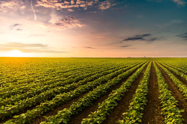 Traditional farming and sustainable agriculture blog